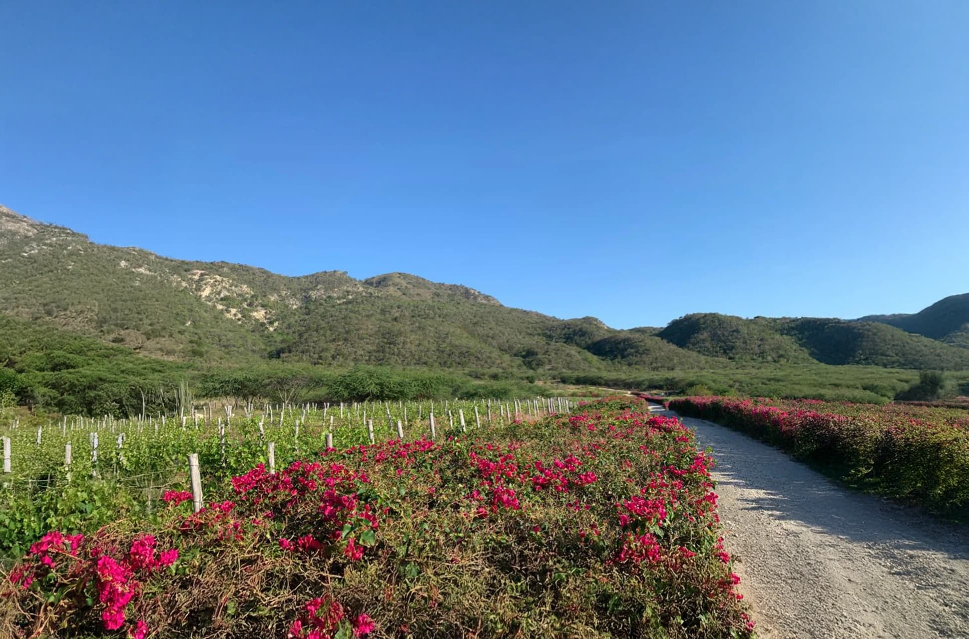 Vineyard path surrounded by flowers and mountains at OcoaBay.