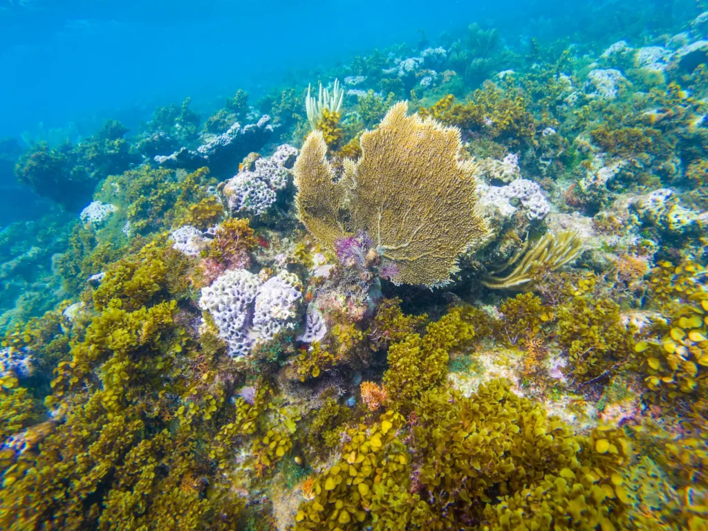 All-Inclusive Cayo Arena Day trip from Santo Domingo