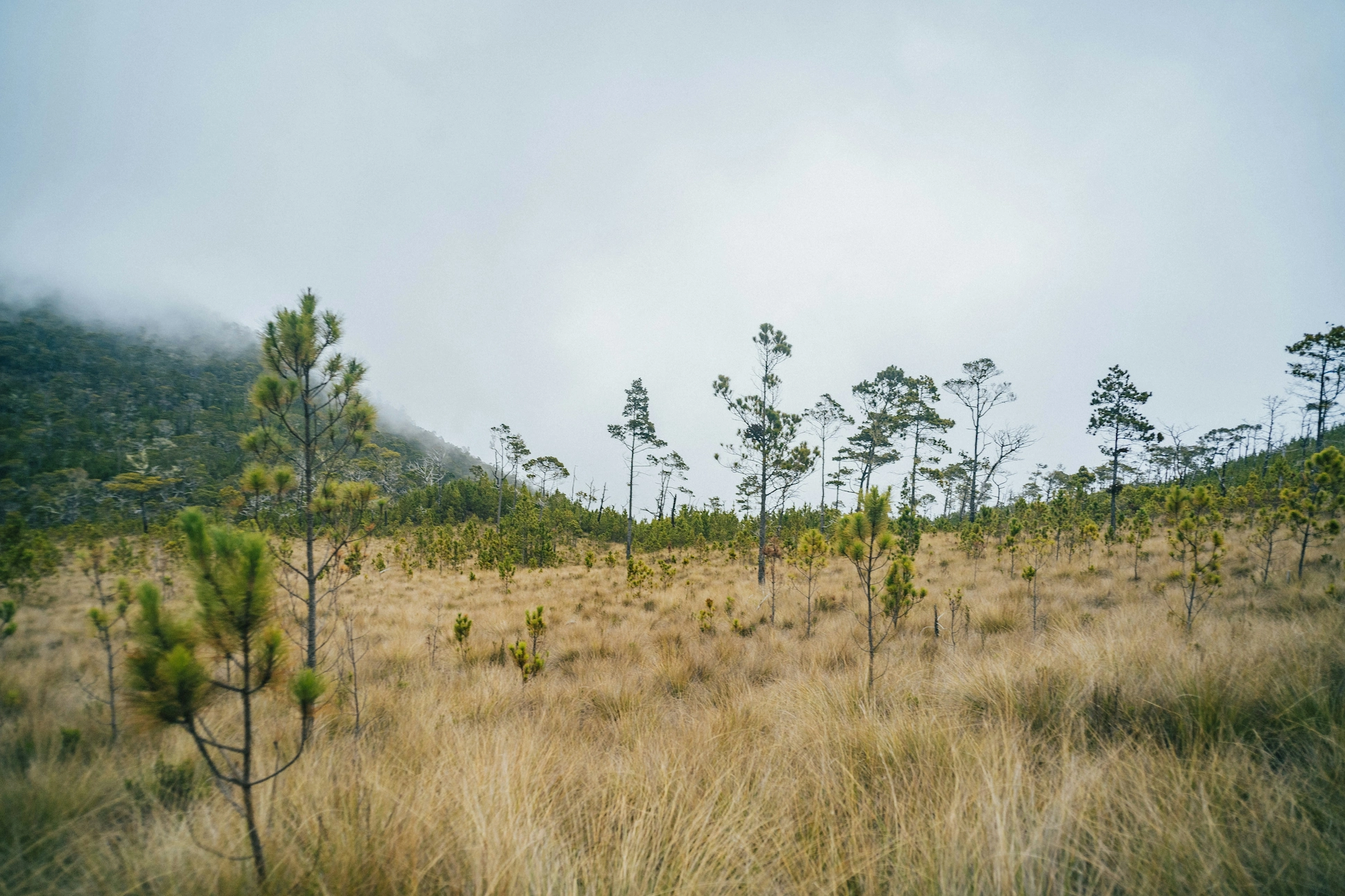 Valle de Lilís at Pico Duarte with open green valley and pine trees