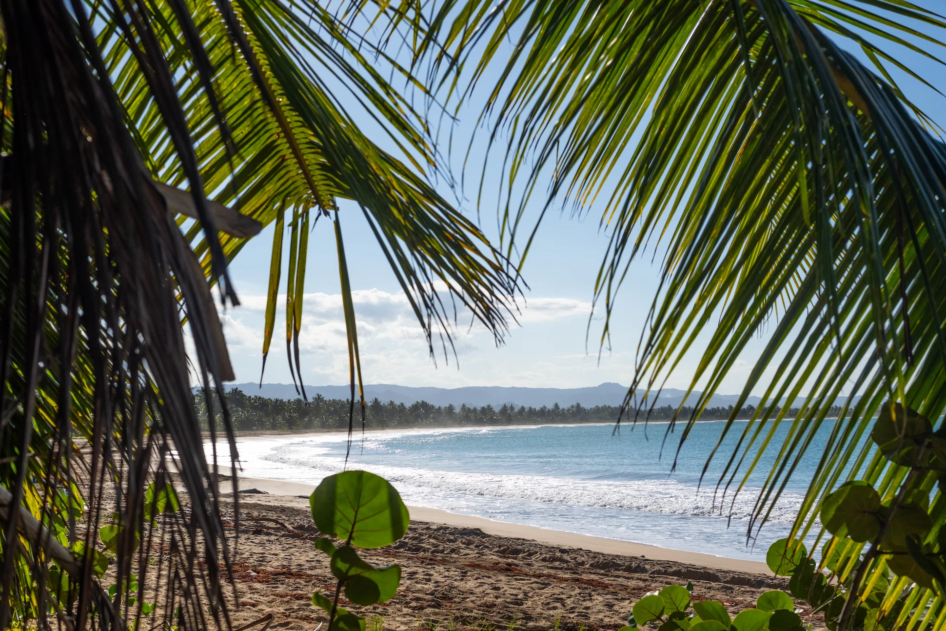 Playa Esmeralda beach view through palm leaves framing the turquoise ocean.