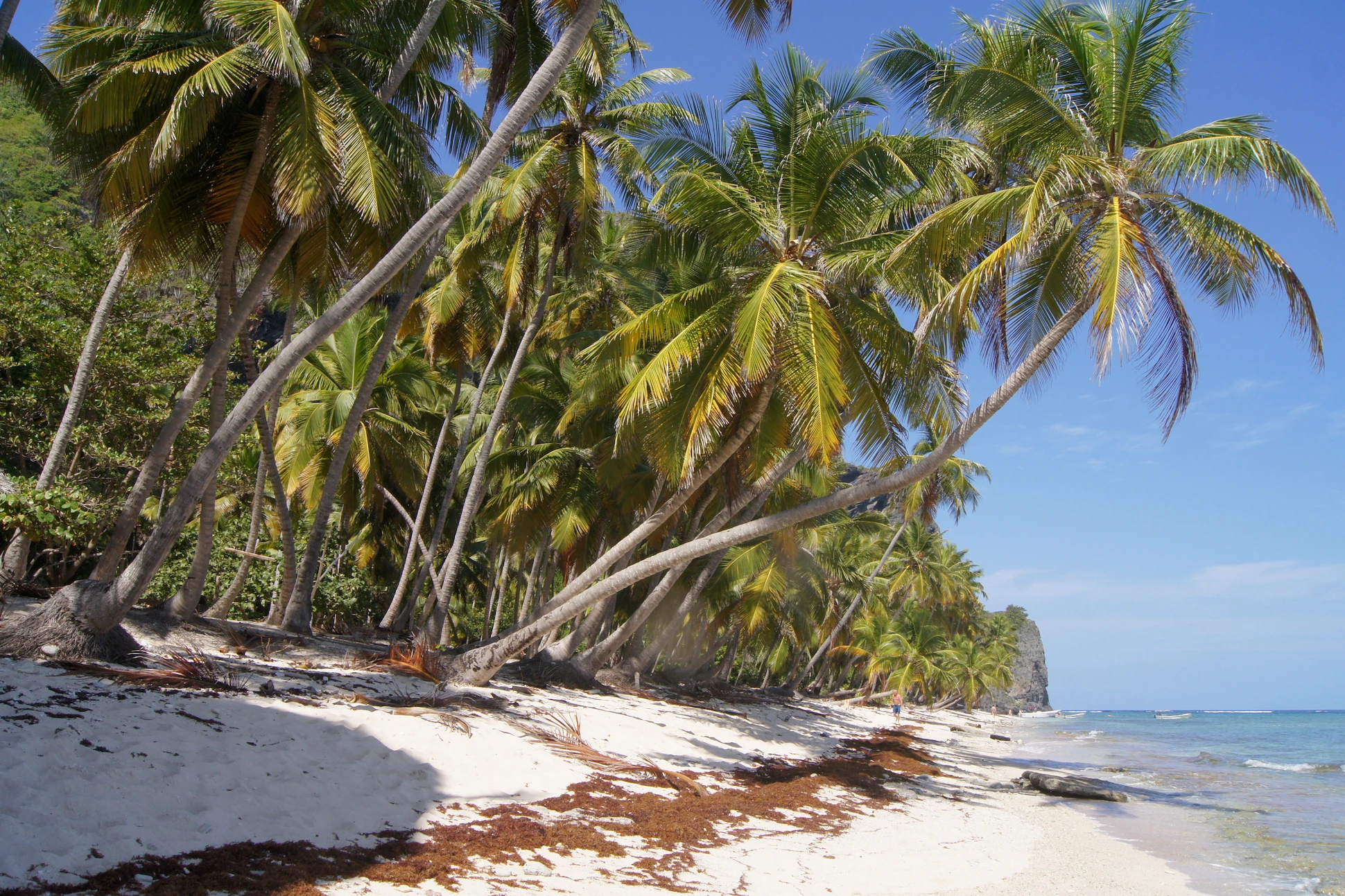 Coconut palm trees leaning over the white sand at Playa Frontón, Dominican Republic.