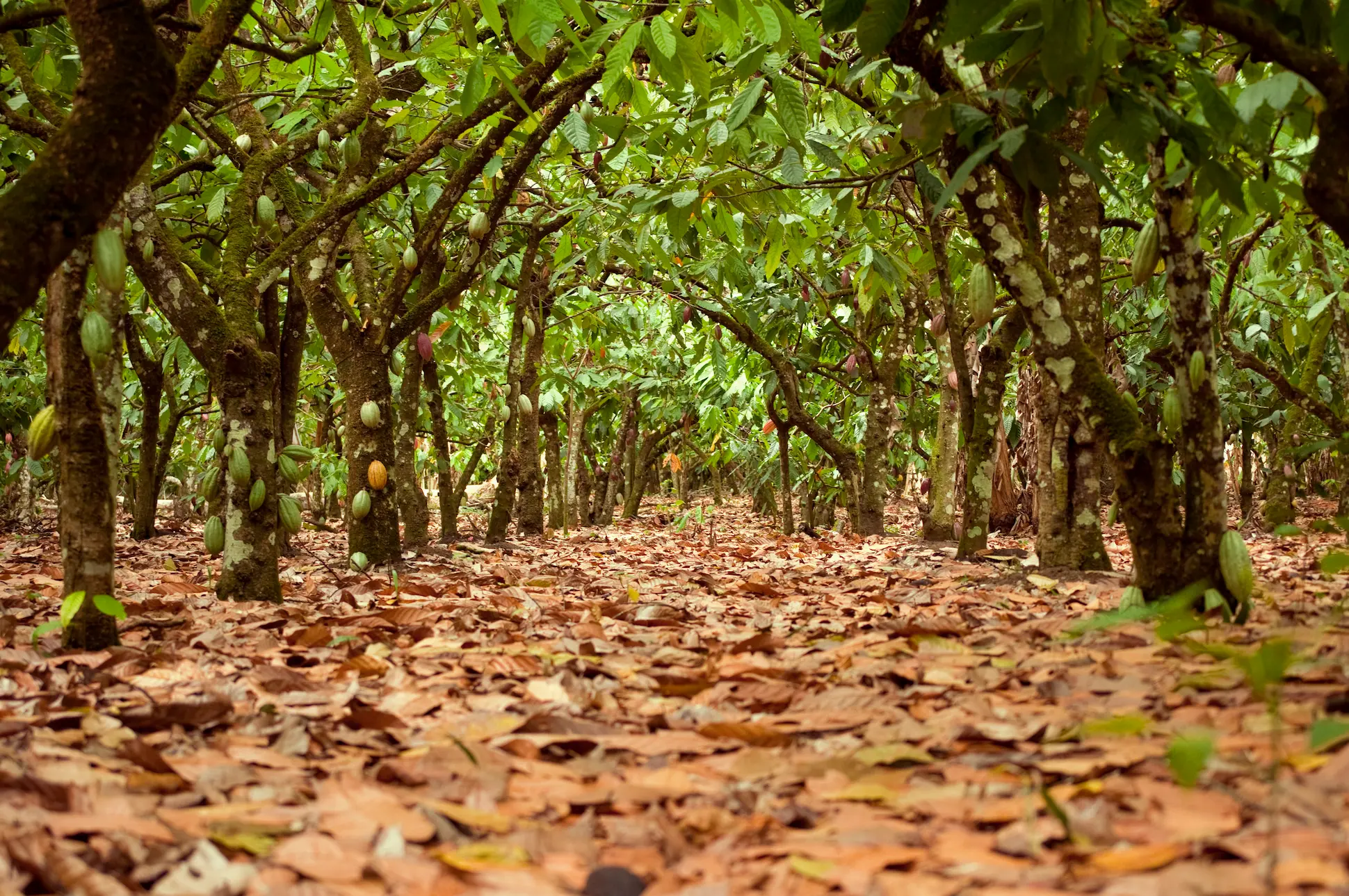 Rows of cocoa trees at El Sendero del Cacao Dominican Republic plantation with pods growing on the trunks
