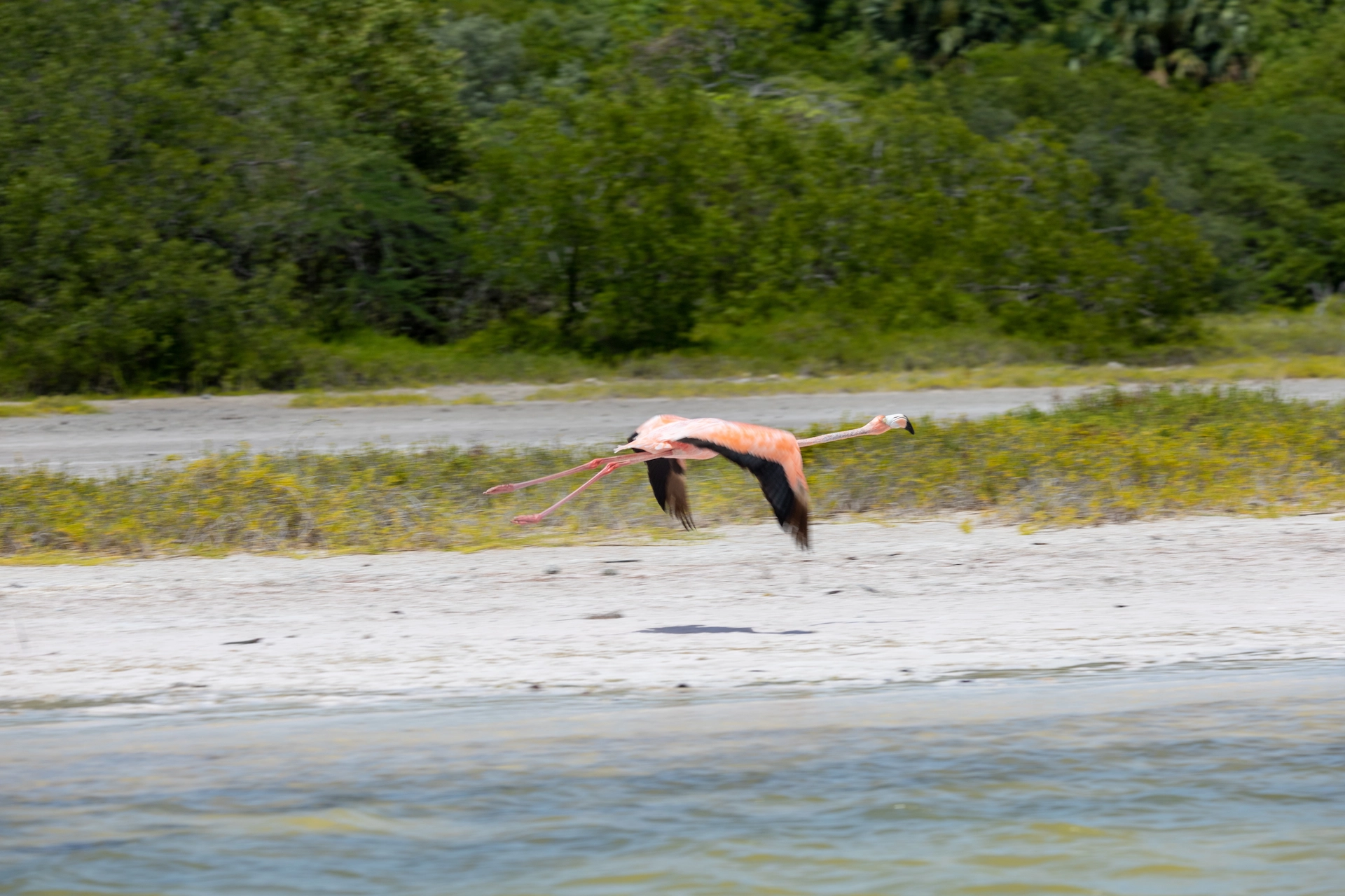 Flamingo in flight over the shoreline of Laguna de Oviedo, Pedernales, Dominican Republic
