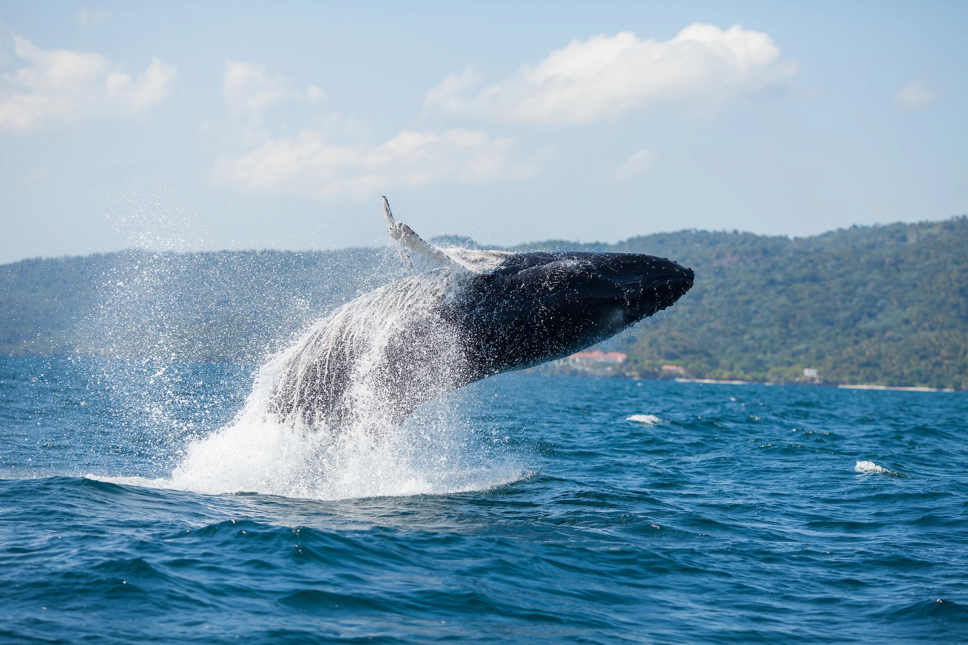 Humpback whale breaching out of the water in Samaná Bay, Dominican Republic.