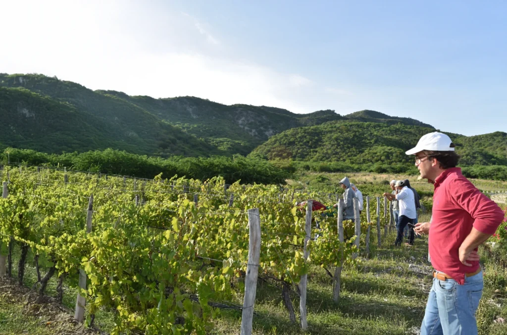 OcoaBay Vineyard & Wine Tasting Tour from Santo Domingo