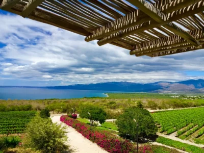 Scenic vineyard view with Caribbean Sea from OcoaBay Dominican Republic