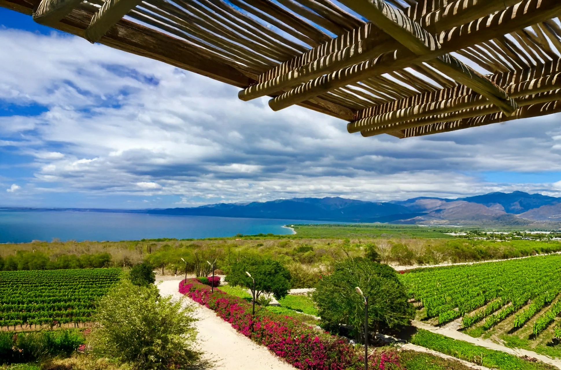 Scenic vineyard view with Caribbean Sea from OcoaBay Dominican Republic
