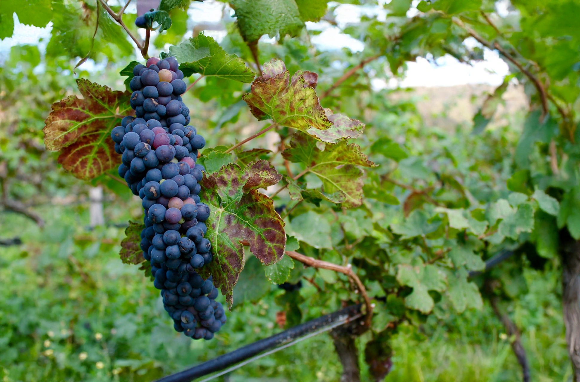 Ripe grapes growing in OcoaBay vineyard in the Dominican Republic.