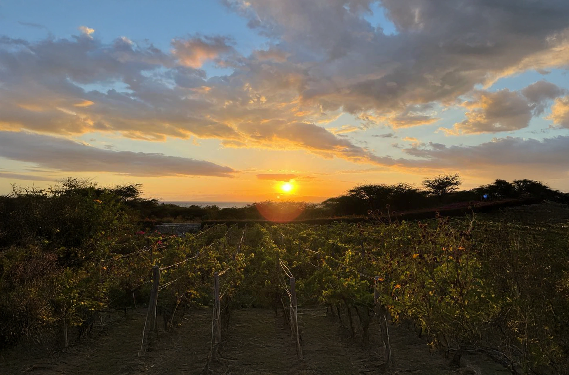 Sunset over the vineyards of OcoaBay in the Dominican Republic.