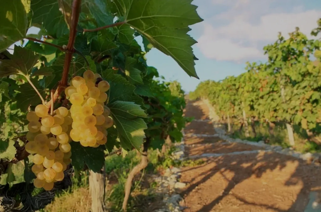 OcoaBay Vineyard & Wine Tasting Tour from Santo Domingo