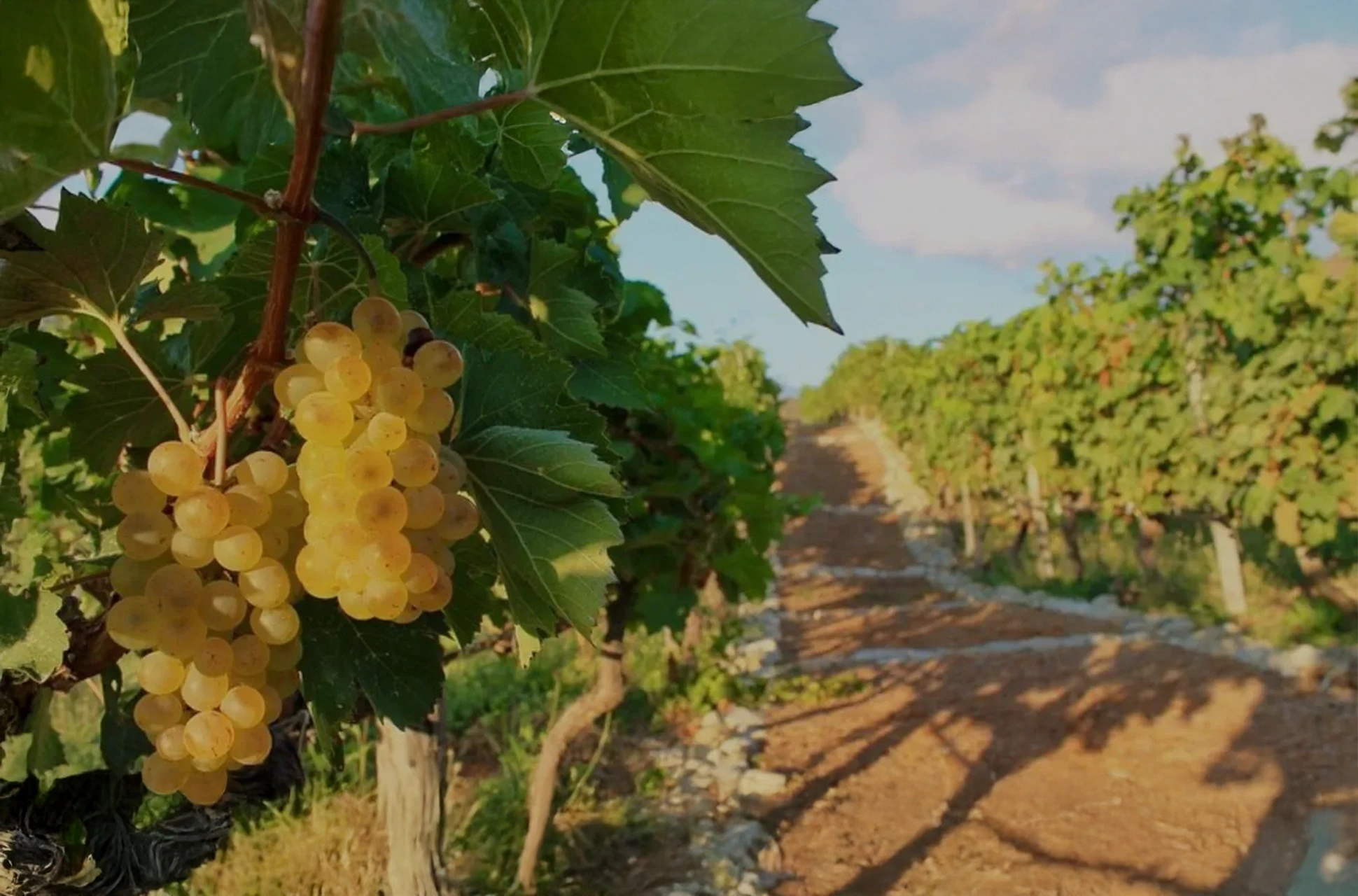 ocoabay-infinity-pool-vineyard-dominican-republic