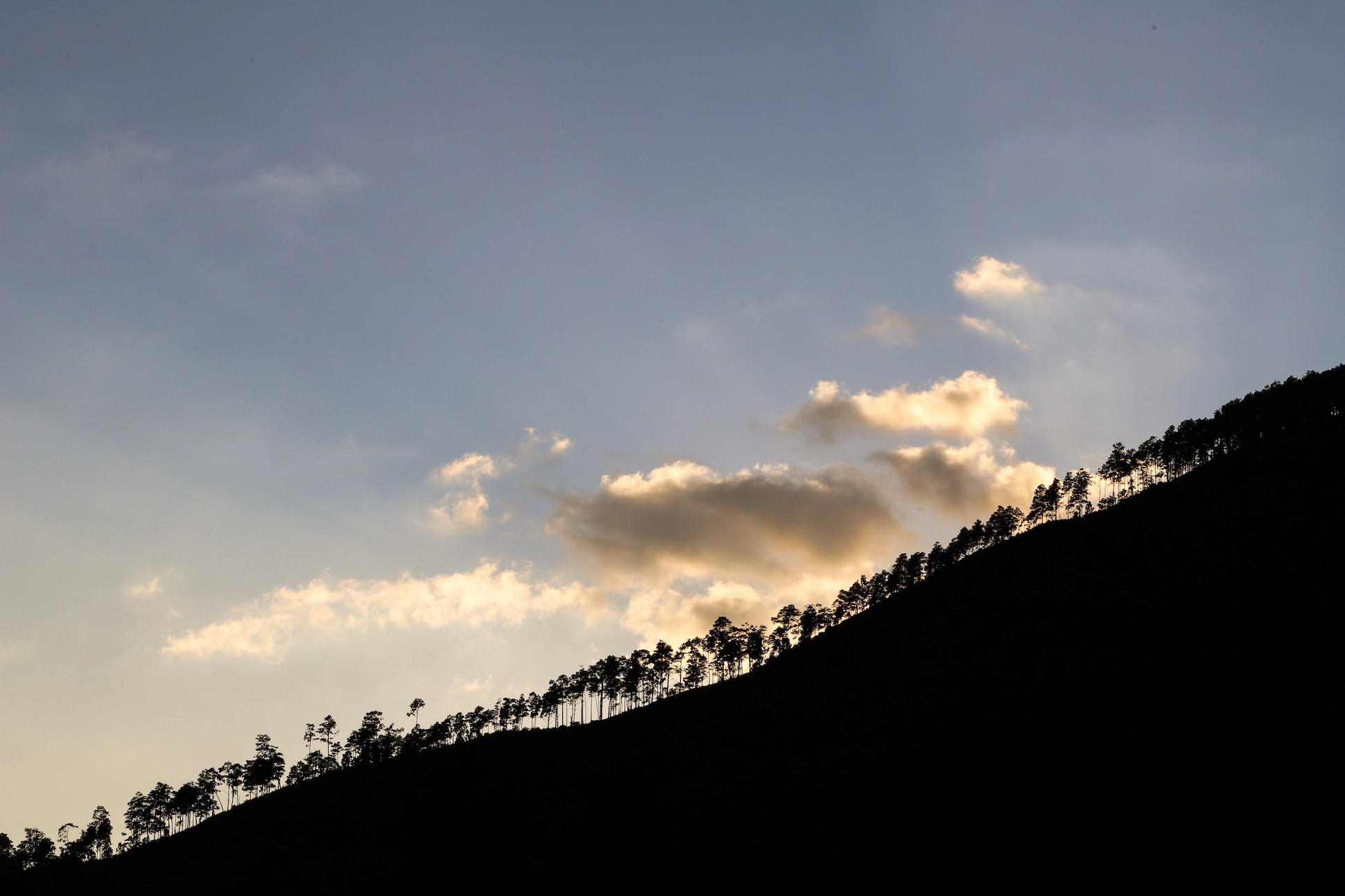 Silhouette of pine trees on a mountain ridge during sunset in Pico Duarte, Dominican Republic.