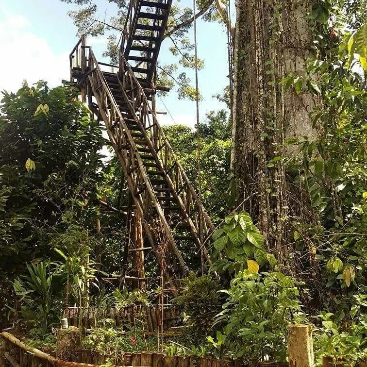 Base of Tarzan’s Treehouse in Hato Mayor near Salto de Yanigua, Dominican Republic