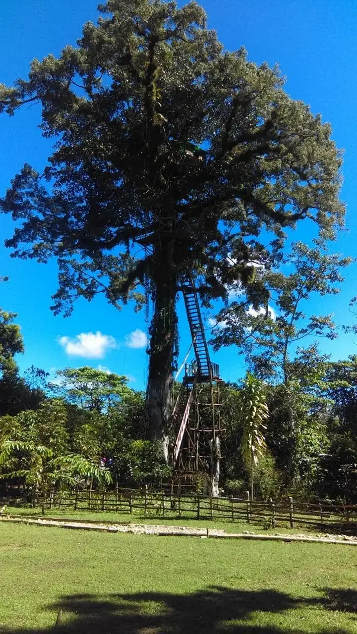 Giant Ceiba tree with Tarzan’s Treehouse at Salto de Yanigua in Hato Mayor, Dominican Republic