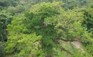 Tarzan Treehouse in Yanigua, Hato Mayor, Dominican Republic – 35-meter wooden structure