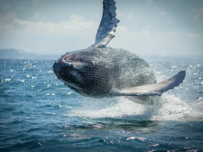 Humpback whale splash near boat in Dominican Republic’s Samaná Bay.