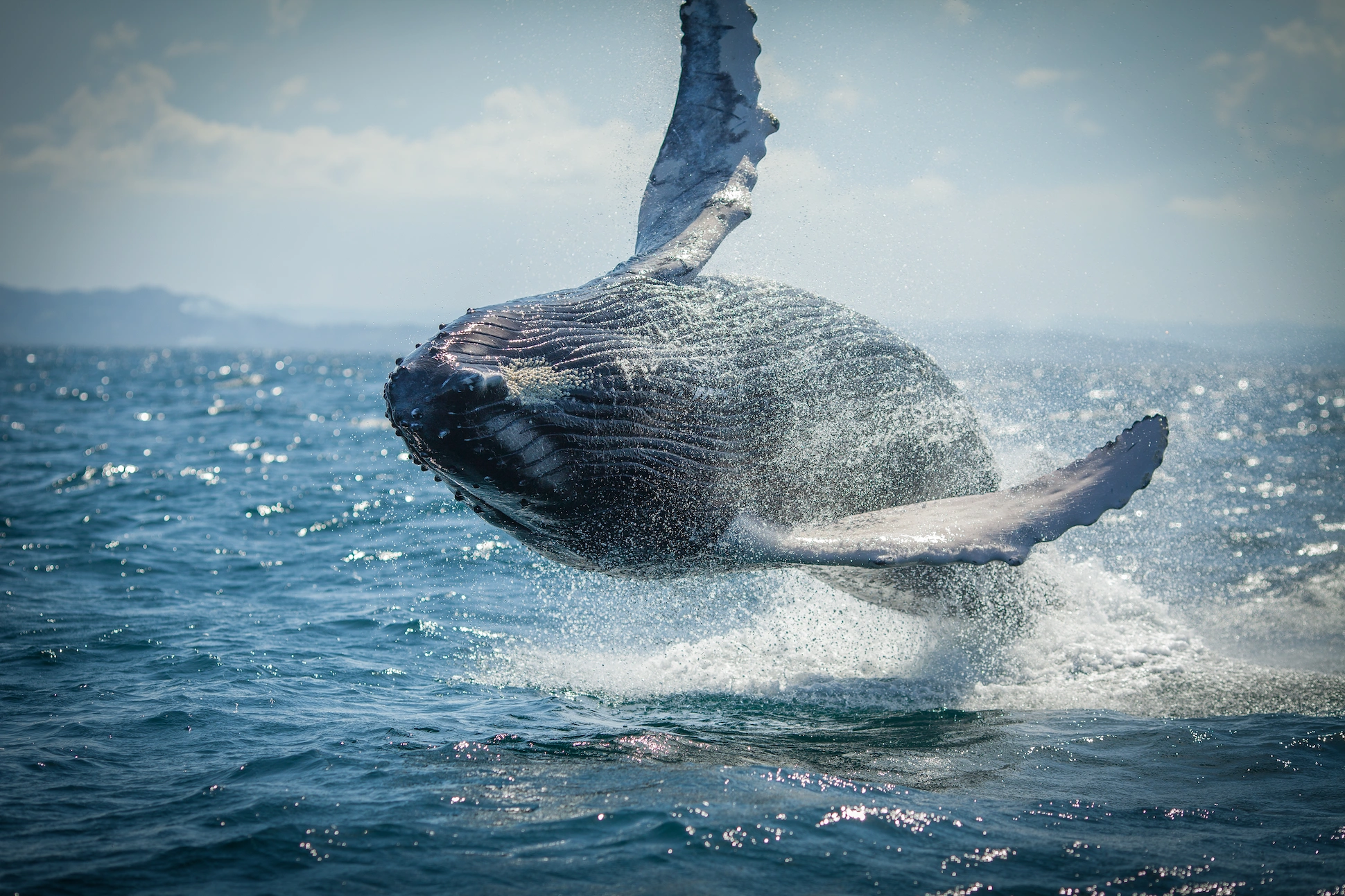 Humpback whale splash near boat in Dominican Republic’s Samaná Bay.