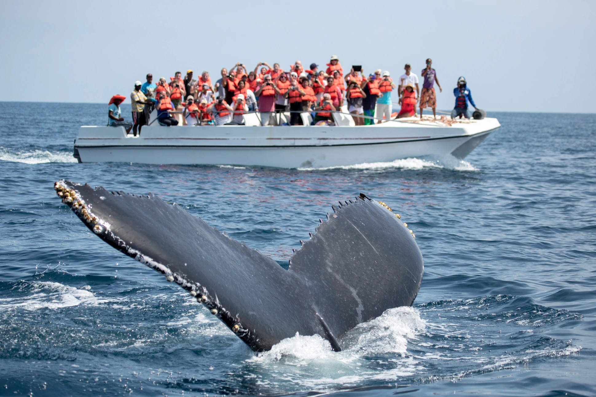 Humpback whale tail rising from the water in Samaná Bay during whale watching tour.