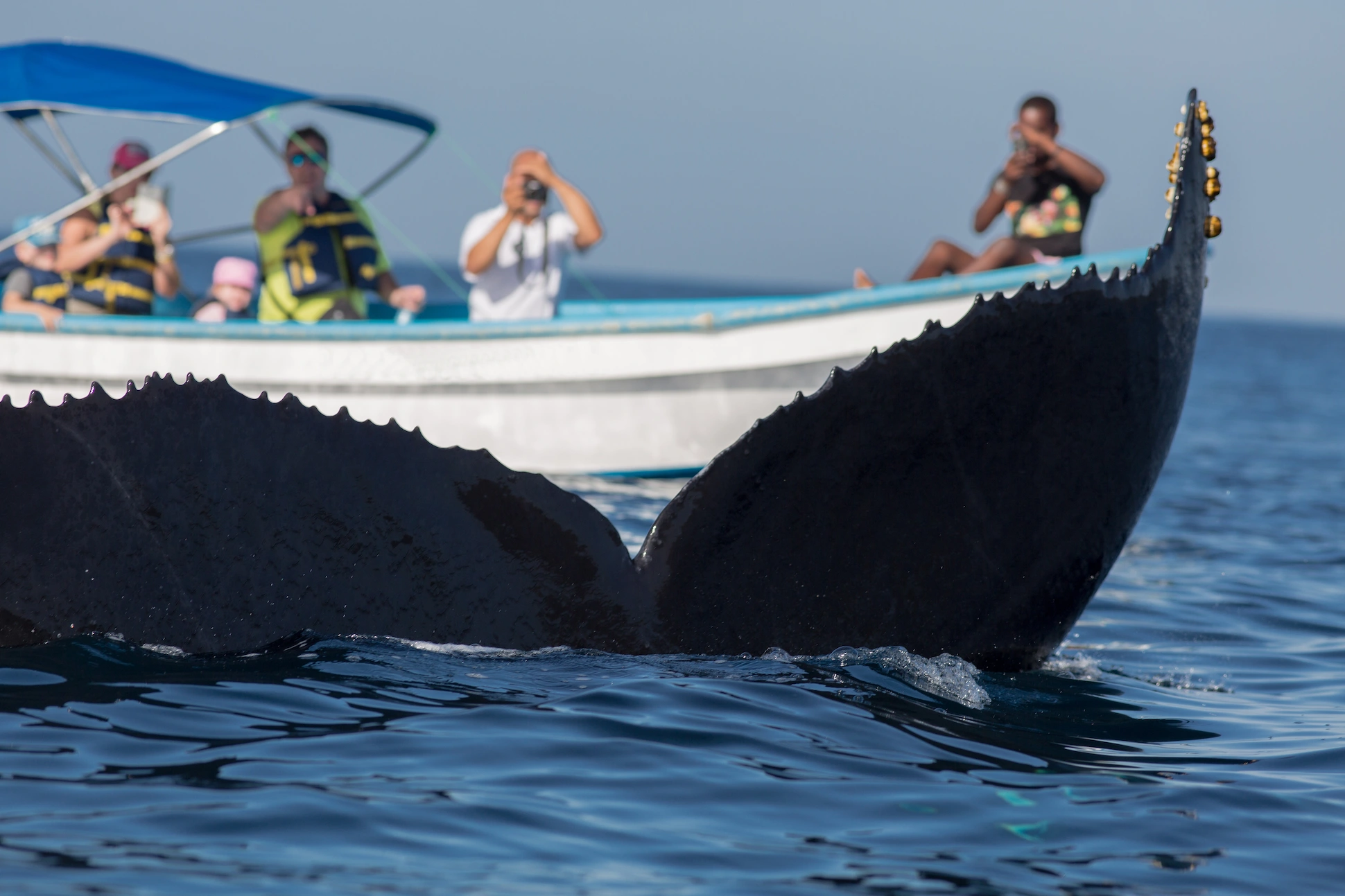 Tour boat with travelers watching humpback whales in Samaná Bay.
